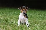 PARSON RUSSEL TERRIER 192